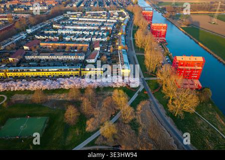 Blühende Kirschbäume in Almere Regenboogbuurt, Aerial View, Flevoland, Niederlande Stockfoto