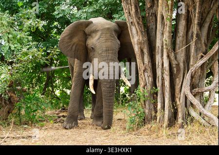 Afrikanischer Elefantenbulle, Loxodonta africana, Gonarezhou Nationalpark, Simbabwe Stockfoto