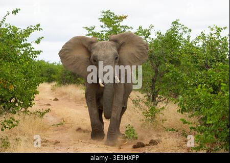 Junger afrikanischer Elefant, Loxodonta africana, Gonarezhou Nationalpark, Simbabwe Stockfoto