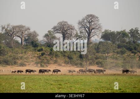 Afrikanische Büffelherde, Syncerus Caffer, Gonarezhou Nationalpark, Simbabwe Stockfoto