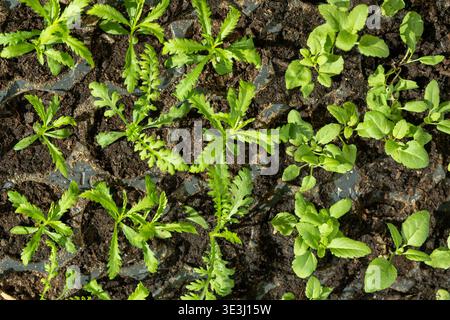 Junge Schafgarbenblüten in ihrem Vermehrungsbehälter. Blumengarten-DIY schneiden. Achillea Plant Setzlinge. Draufsicht. Stockfoto