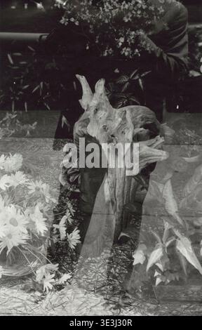 Diese Schwarzweiß-Fotografie von Angelo Rizzuto aus den 1960er Jahren erfasst eine komplexe Spiegelreflektion im Fenster, überlagerte Bilder von Pflanzen, Blumen und einem großen Stück Treibholz. Die Technik erzeugt eine abstrakte Ansicht einer New Yorker Straßenszene, die Innen- und Außenelemente miteinander verbindet. Das Bild konzentriert sich auf natürliche Texturen und Formen in einer urbanen Umgebung. Stockfoto