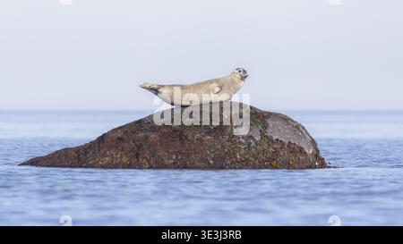 Hafensiegel auf einem Felsen, umgeben von Meerwasser Stockfoto