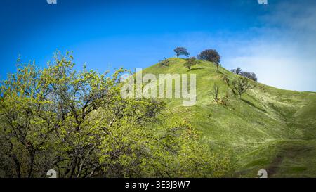 Eine lebhafte Frühlingslandschaft mit sanften grünen Hügeln und Eichenbäumen Stockfoto