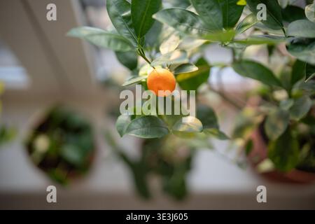 Ernte der ersten Ernte von selbst angebauten Mandarinen, Anbau von Zitruspflanzen zu Hause Stockfoto