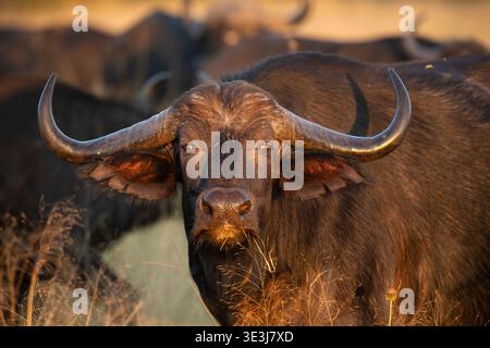 Afrikanischer Büffel, Syncerus Caffer Caffer, Hwange Nationalpark, Simbabwe Stockfoto