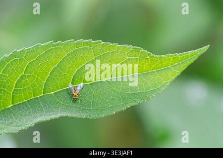Die langbeinige Fliege isst eine kleine Ant auf einem Blatt Stockfoto