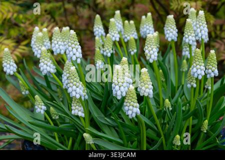 Muscari Armeniacum „Pfefferminze“, eine blassblaue Form der im Frühjahr blühenden Traubenhyazinthe. Stockfoto