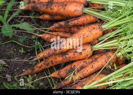 Leuchtend orange Karotten, frisch aus einem heimischen Garten geerntet, mit Boden bedeckt, mit grünen Spitzen befestigt. Eine rustikale Szene aus Bio-Produkten, die Frische vermittelt Stockfoto