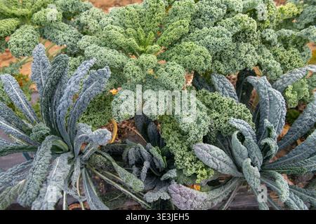 Gesunde Grünkohl-Pflanzen, darunter lockige Grünkohl- und Lakinato-Sorten, wachsen in einem Bio-Gartenbeet mit strukturierten Blättern, Morgentau und reichem Boden Stockfoto