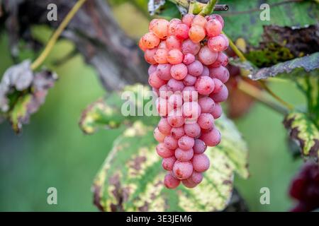 Eine Nahaufnahme eines rosafarbenen Traubenbündels, der an einer Weinrebe in einem Weinberg hängt, mit taufarbener Haut und fleckigen Herbstblättern, die an Ernte, Weinproduktion und nat erinnern Stockfoto