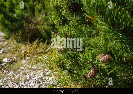 Tannenzweig mit Kegeln im Sonnenlicht, immergrüne Walddetails, natürliche Textur, Bergwelt, Frischluftkonzept, Pinus mugo Pflanze Stockfoto