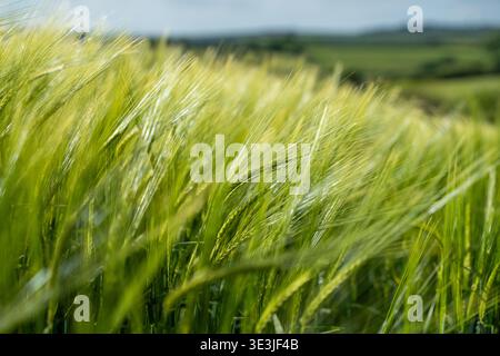 Der Blick auf ein Feld aus grüner Gerste schimmert unter der sanften englischen Sonne, mit sanften Hügeln in der Ferne, die eine ruhige Pastoralszene schaffen, England, UNO Stockfoto