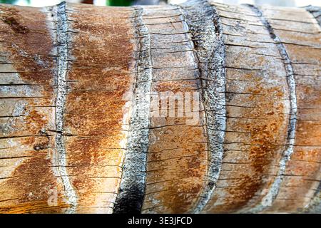 Äußerste Nahaufnahme der Stammrinde von Cocos nucifera mit charakteristischen horizontalen Narbenringen, rauer Faserstruktur, Rissen und Schichten braun-grau Stockfoto