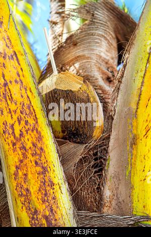 Extremes Makro der Stammrinde von Cocos nucifera mit faserigen Schichtrillen, horizontalen Narben und natürlichem Netzmuster. Fängt authentische Bio-T ein Stockfoto