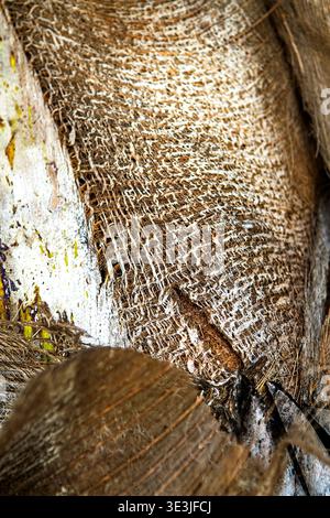 Extremes Makro der Stammrinde von Cocos nucifera mit faserigen Schichtrillen, horizontalen Narben und natürlichem Netzmuster. Fängt authentische Bio-T ein Stockfoto