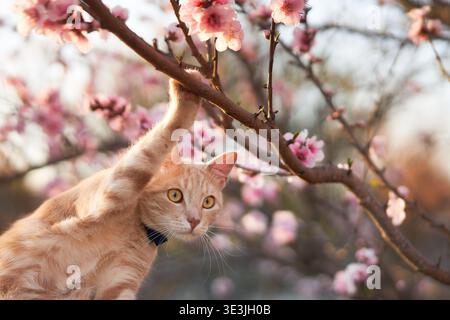 Ingwerkatze klebt an dünnen blühenden Zweigen, umgeben von weichen Blütenblättern im Sonnenlicht. Stockfoto