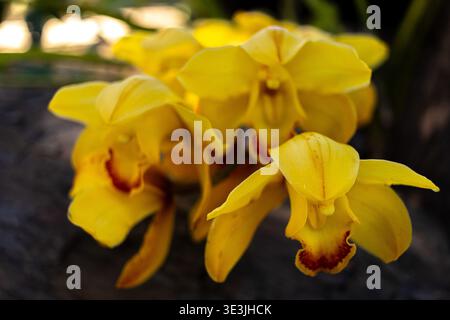 Gelbe Cymbidium-Orchideen oder Boot-Orchideen in einem schattigen Garten Stockfoto