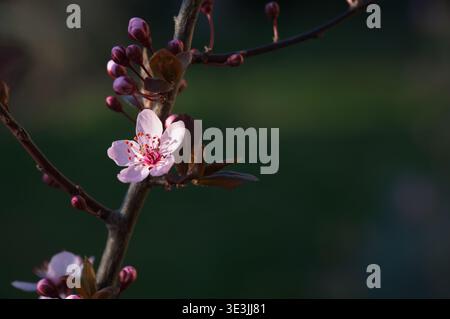 Makro einer einzelnen rosafarbenen Kirschpflaumenblüte mit Knospen auf einem Zweig. Dunkler, stimmungsvoller grüner Hintergrund mit Kopierraum. Prunus cerasifera im Frühlingsgarten Stockfoto