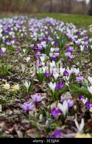 Frühlingszwiebelblüten. Crocus sativus. Crocus vernus. Dunkelviolette und gestreifte Beauty-Krokusblüten. Pickwick-Krokus. Blumen für Gartenzentren für Meere Stockfoto