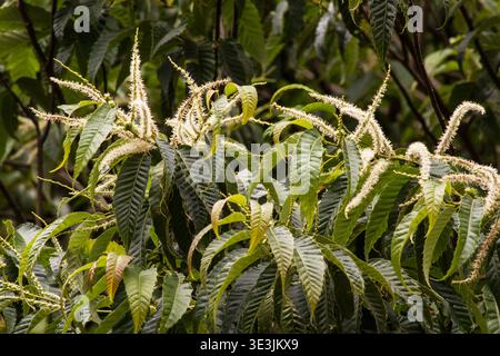 Castanea sativa (Süßkastanie) Baum in Blüte auf natürlichem Hintergrund Stockfoto