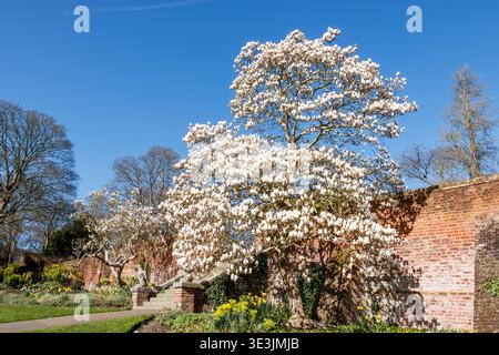 Magnolienbäume blühen im Waterlow Park, London, Großbritannien Stockfoto