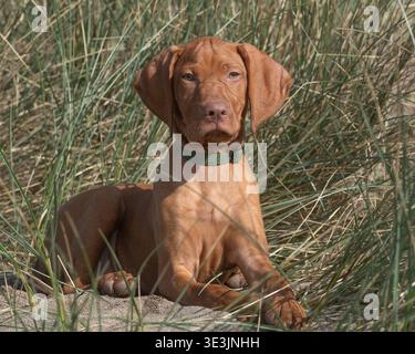 Ungarischer Vizsla-Welpe, der im Gras auf Sanddünen liegt Stockfoto
