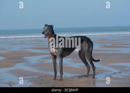 windhund-Hund, der am Strand steht Stockfoto