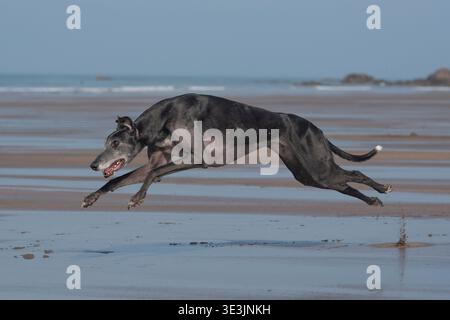 greyhound am Strand, der schnell läuft Stockfoto