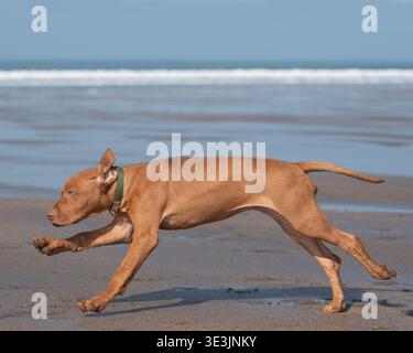 Ungarischer Vizsla-Welpe am Strand Stockfoto
