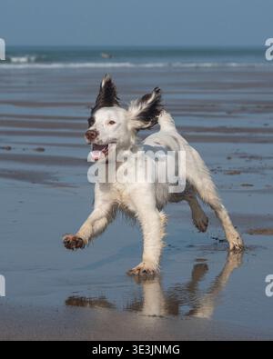 Leber und Spaniel, der am Strand spielt Stockfoto
