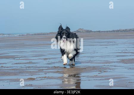 Border Collie läuft am Strand Stockfoto