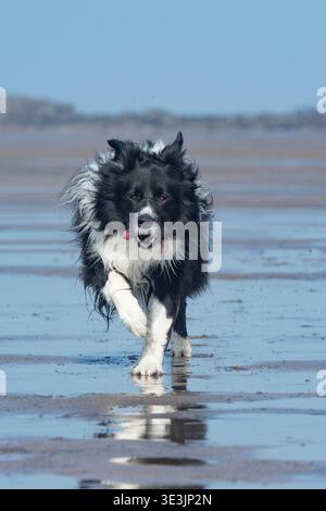 Border Collie läuft am Strand Stockfoto