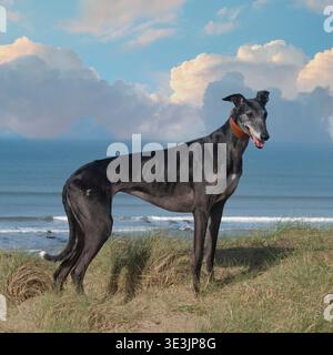 Windhund Stockfoto