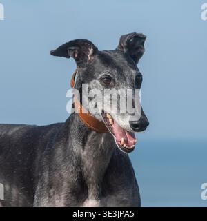 Windhund Stockfoto