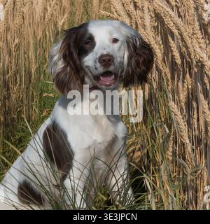 Spaniel, der auf einem Weizenfeld sitzt Stockfoto