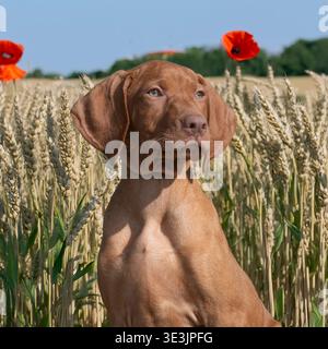 vizsla Welpe, der auf Weizenfeld sitzt Stockfoto