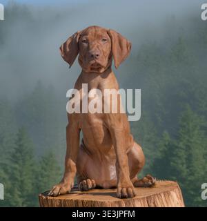 vizsla Welpe sitzt auf einem Baumstumpf im Wald Stockfoto
