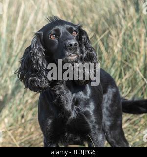 Schwarz working Cocker Spaniel hund Stockfoto