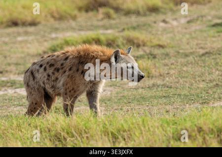 Schließen Sie Spotted Hyena (Crocuta crocuta) im Nationalpark von Kenia Stockfoto