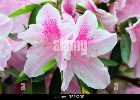 Makroaufnahme von mehreren hellrosa Azaleen-Blüten (Rhododendron) in voller Blüte mit tiefen magentafarbenen Sprenkeln und zarten rosa Staubblättern. Stockfoto