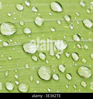 Regentropfen auf das grüne Blatt der Irispflanze nach Regen aus nächster Nähe Stockfoto