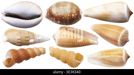 Set von Muschelschalen aus Meerauri und Kegelschnecken, vor weißem Hintergrund Stockfoto