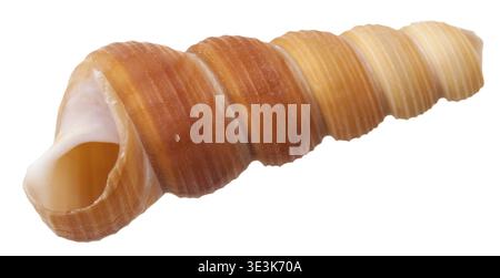 Leere spiralförmige Muschelschale einer Meereskegelschnecke vor weißem Hintergrund Stockfoto