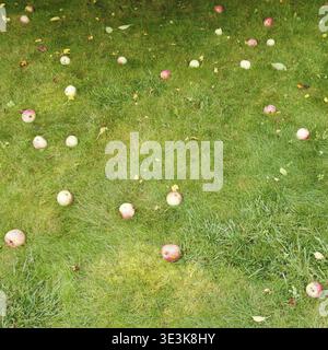 Gefallene reife Äpfel liegen an Sommertagen auf grünem Gras Stockfoto