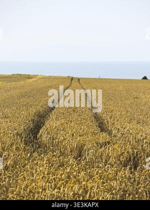 Weizenfeld in der Normandie an der Küste des Ärmelkanals, Frankreich Stockfoto