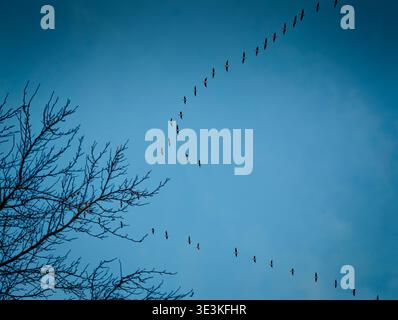 Zugvögel fliegen in V-Formation zurück aus warmen Regionen nach dem Winter, saisonale Wildtierbewegungen und Frühlingswanderung am Himmel Stockfoto