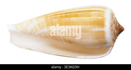 Leere Muschelschale einer Meeresschnecke vor weißem Hintergrund Stockfoto