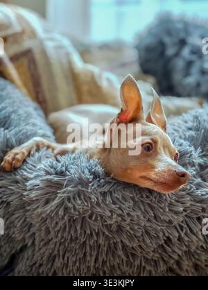 Lustiger kleiner braun-grauer Spielzeugterrier, der im Bett liegt, seitliches Profil in Nahaufnahme, entzückender Welpenausruhen, gemütlicher Tiermoment und verspieltes Hundeporträt Stockfoto