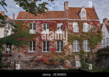 Historische Backsteinhausfassade bedeckt mit farbenfrohem Herbstelfefeu am Kanal - Brügge, Belgien Stockfoto